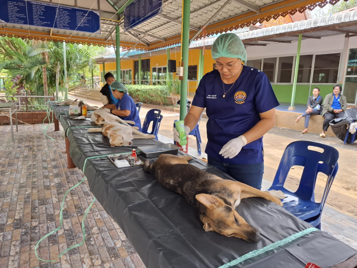 โครงการป้องกันเเละควบคุมโรคระบาดในพื้นที่ตำบลลำเพียก (ทำหมันสัตว์)
