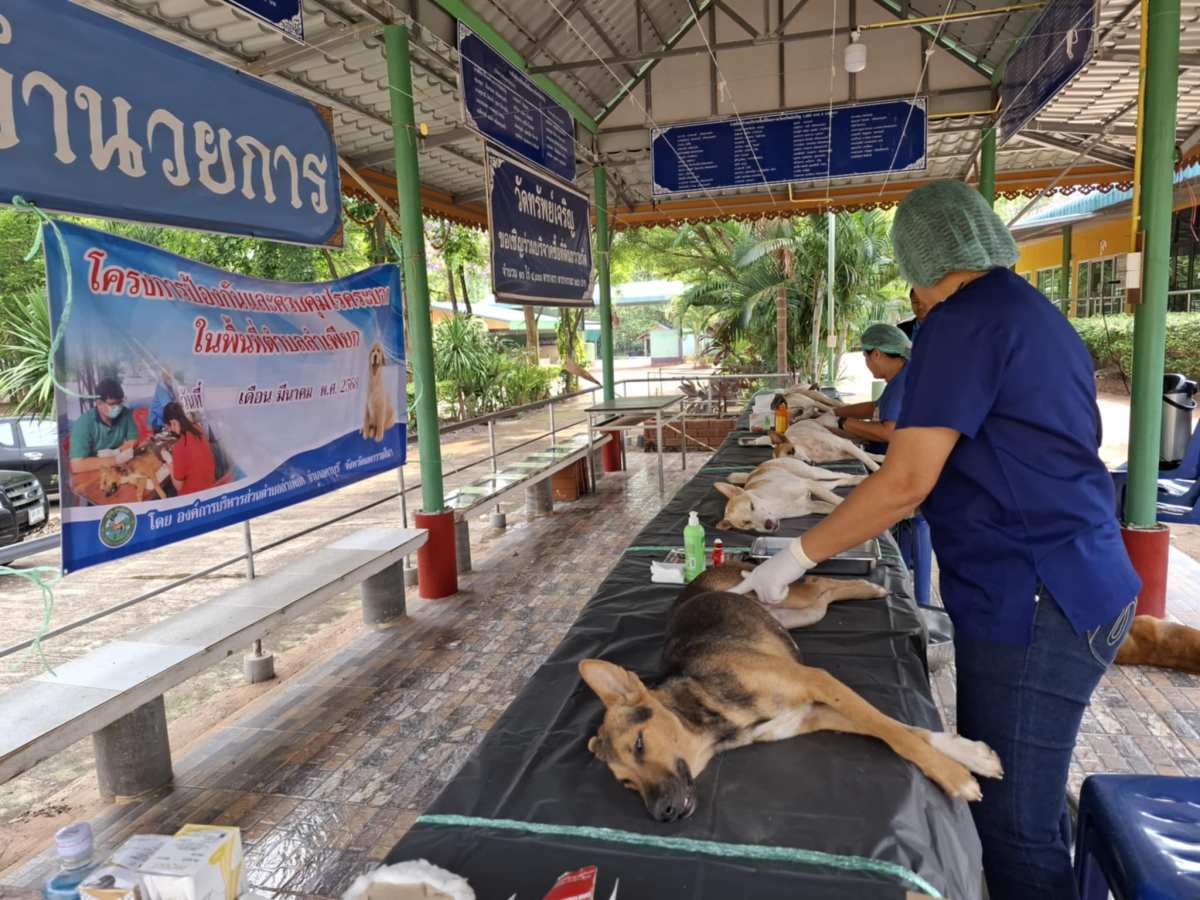 โครงการป้องกันเเละควบคุมโรคระบาดในพื้นที่ตำบลลำเพียก (ทำหมันสัตว์)